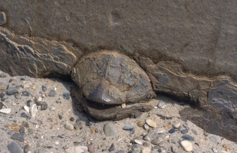 �ffnung f�r Busch-Optik