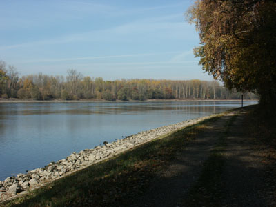 Der Rhein n�rdlich von Karlsruhe